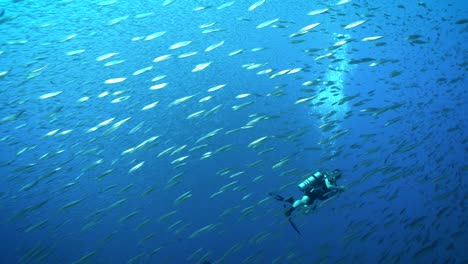 Taucher-Schwimmen-Unter-Blauem-Meer-Mit-Fischschwarm