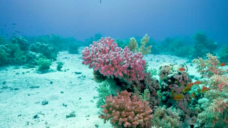 Schöne-Farben-Der-Ozeanischen-Welt---Unter-Wasser