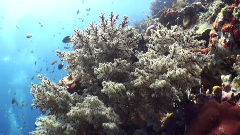 Weichkorallen-Mit-Fahnenbarschen-Und-Riffbarsche,-Blaues-Wasser-Und-Sonne-Im-Hintergrund