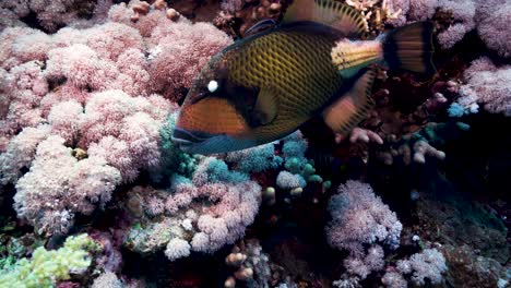 Large-Titan-Triggerfish-Swimming-On-A-Colorful-Tropical-Coral-Reef---underwater-shot