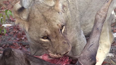 lioness-feeding-on-the-remains-of-a-previously-killed-wildebeest,-close-up-shot