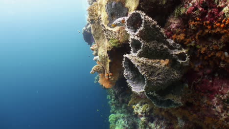 spiny-tube-sponges-on-a-steep-coral-reef-wall,-blue-water,-colorful-reef