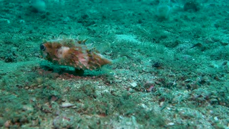 Thorny-Birdbeak-burrfish-swims-over-algae-covered-sandy-ocean-floor