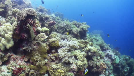 Flug-über-Einen-Gesunden-Korallenriffhang-Im-Indonesischen-Pazifik,-Verschiedene-Weichkorallen,-Blaues-Wasser-Im-Hintergrund