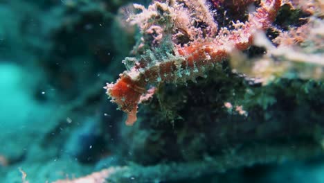 Spikey-Pink-Hedgehog-Seahorse-Perfectly-Camouflaged-Colorful-Coral-Reef