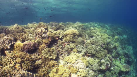 Flight-over-healthy-coral-reef-with-clear-visibility,-long-shot,-indonesia