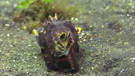 female-flamboyant-cuttlefish-preparing-to-lay-eggs
