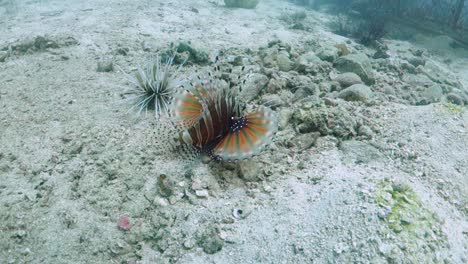 Mombasa-Lionfish-Swims-Slow-Over-Sandy-Bottom-with-Spine-Fins-Extended