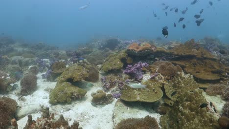 Tag-Meereslebewesen-Aktivität-Gesunder-Vielfältiger-Korallenriff-Ökosystemlebensraum