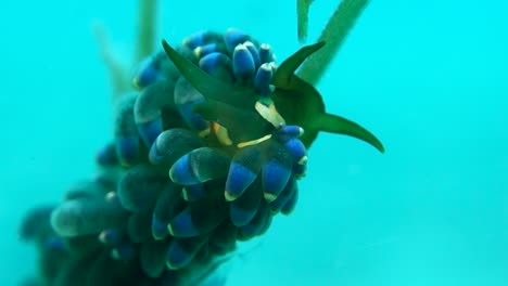 Adult-Trinchesia-Yamasui-Nudibranch-Sea-Slug-Sticks-to-Sea-Grass-Stalk-Close-Up