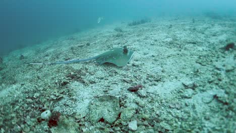 Bluespotted-Stingray-Rests-on-Sandy-Bottom-Fidgeting-Watching-for-Prey