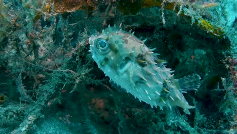 Kleiner-Stacheliger-Kreisrunder-Burrfish-Beobachtet-Das-Korallenriff-Von-Seinem-Versteck-Aus