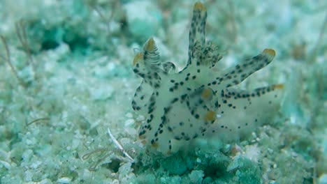 Ornate-Pikachu-Nudibranch-with-Exposed-Rhinophores-Crawls-Over-Sand