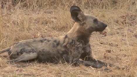 African-wild-dog-watching-attentively-surroundings-lied-down-in-dry-grass,-close-up,-all-body-parts-visible
