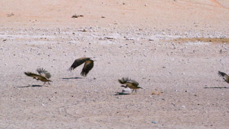 slow-motion-shot-of-four-white-backed-vultures-taking-off-in-Namib-desert