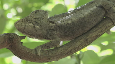 Giant-chameleon-on-a-branch-in-Madagascar,-perfectly-blending-in-by-adapting-color-of-environment