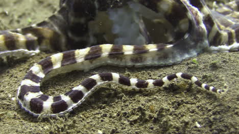 tentacle-of-mimic-octopus-curling-on-sandy-bottom,-close-up-shot