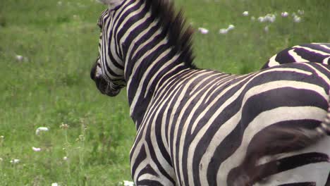 two-zebra-heads-cuddled-together-touching-noses,-one-zebra-separates-and-walks-away