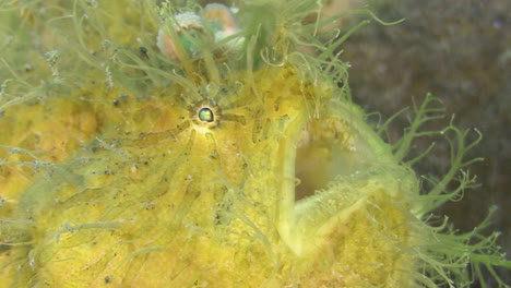 Hairy-frogfish-breathing,-close-up-shot-of-mouth,-eyes-and-lure