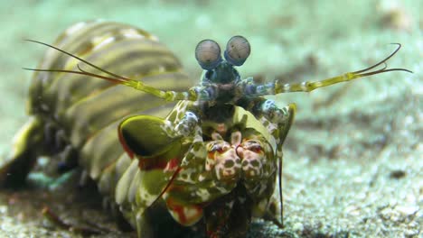 front-view-of-peacock-mantis-shrimp-on-sandy-bottom-during-daylight,-blue-eye-stalks-and-raptorial-appendages-for-breaking-shells-visible