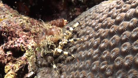 Korallimorphe-Zierkrabbe-Versteckt-Sich-Nachts-Unter-Einem-Korallenblock