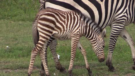 Baby-zebra-looking-to-be-close-to-its-mother,-instinctively-hides-behind-mother's-body-to-avoid-predators