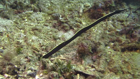 underwater-killer-and-prey:-juvenile-ribbon-eel-peeps-out-of-hole-on-sandy-bottom,-banggai-cardinalfish-approaches,-moray-catches-fish,-retreats