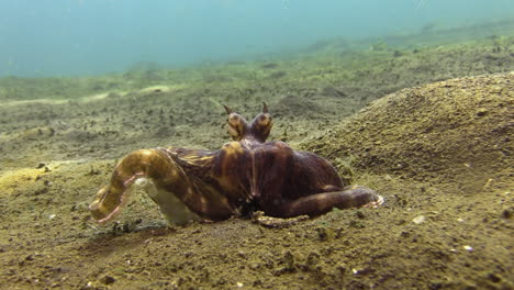 Mimischer-Oktopus-In-Einer-Mulde-Auf-Sandboden,-Der-Seine-Letzte-Jagd-Verdaut---Eine-Krabbe