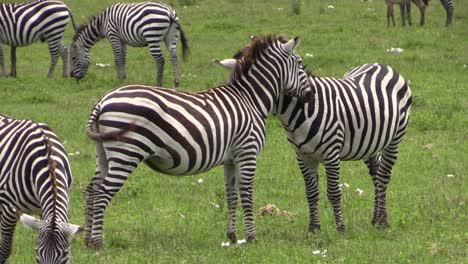 Zebra-flirt:-male-with-erection-caresses-an-apparently-pregnant-female
