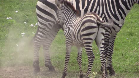 juvenile-zebra-lies-in-green-grass-at-the-mother's-feet,-jumps-up-and-shakes-itself-creating-a-cloud-of-dust