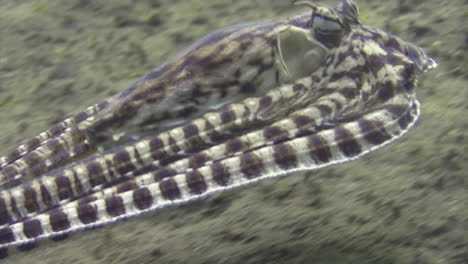 mimic-octopus-imitating-a-flounder-by-forming-a-flat-oval-shape-with-its-tentacles