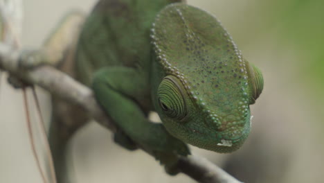 Parson's-chameleon-green-version-on-a-twig-motionless,-rolling-eyes,-medium-shot-front-view-during-daylight