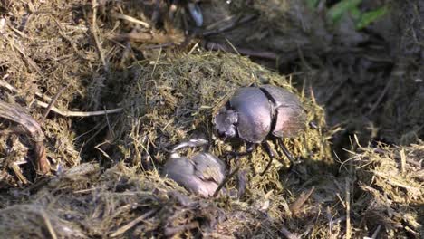several-African-dung-beetles-competing-for-a-dung-ball-in-a-pile-of-rhino-dung,-close-up-shot