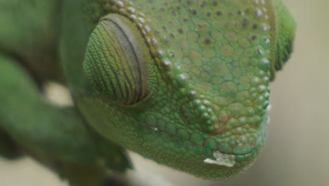 Parson's-chameleon-green-version-on-a-twig-motionless,-rolling-eyes,-close-up-shot-of-head-front-view-during-daylight