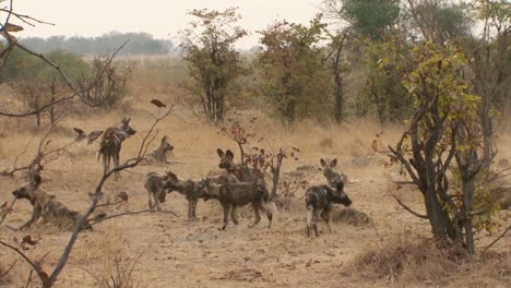 pack-of-African-wild-dogs-returning-from-morning-hunt,-long-shot-during-dry-season-with-some-bushes-in-background