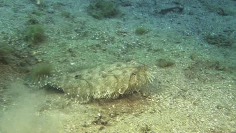 Weißer-Oktopus,-Der-An-Den-Kopf-Einer-Pfauenflunder-Gesaugt-Wurde