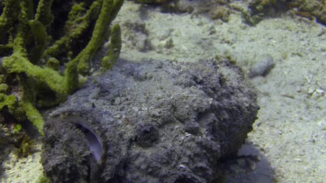 Grauer-Steinfisch-Bewegt-Sich-Relativ-Schnell-über-Das-Korallenriff