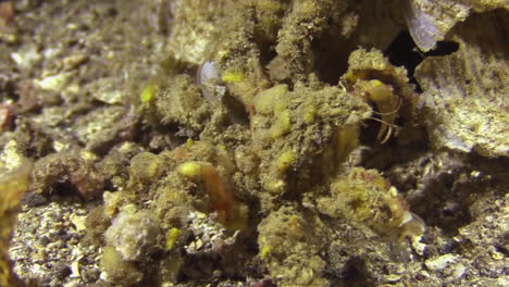 Stumpfe-Zierkrabbe,-Die-Nachts-über-Das-Korallenriff-Läuft