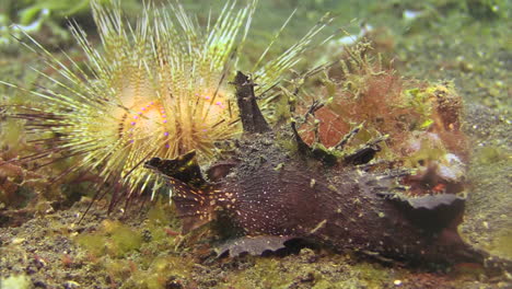 spiny-devilfish-ambushing-prey-on-sandy-bottom-while-radiant-sea-urchin-in-background-is-moving-forward-slowly,-medium-to-close-up-shot