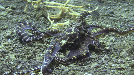 Mimic-Octopus,-Der-Einen-Hummer-Imitiert,-Während-Er-Im-Sandigen-Boden-Nach-Beute-Sucht