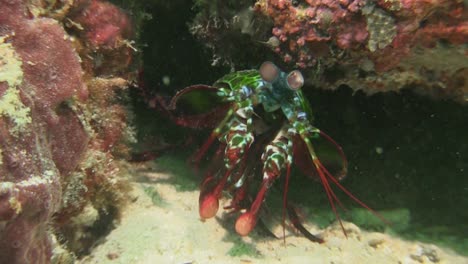 Male-peacock-mantis-shrimp-half-hidden-under-coral-block