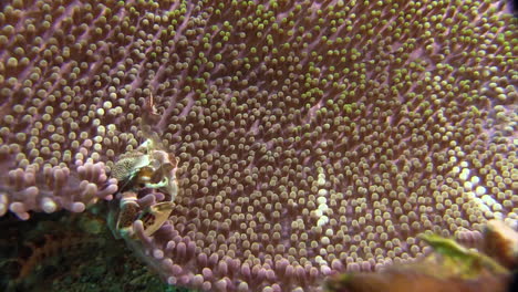 spotted-porcelain-crab-at-the-rim-of-a-large-sea-anemone-feeding,-medium-shot