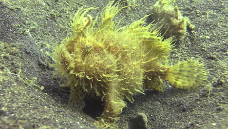 side-view-of-female-hairy-frogfish-on-sandy-bottom,-a-significantly-smaller-male-in-background