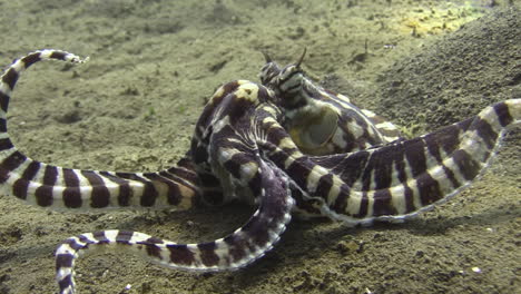 Mimic-octopus-with-a-crab-that-has-been-just-killed,-octopus-tries-to-crack-crab-shell-with-its-biting-tools-to-get-to-the-inner-tissue,-medium-shot-side-view,-daylight,-sandy-bottom