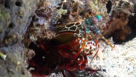 male-peacock-mantis-shrimp-looking-out-of-its-burrow-next-to-coral-reef,-close-up-shot-showing-front-body-parts-including-eyes,-antennal-scales-and-raptorial-appendages