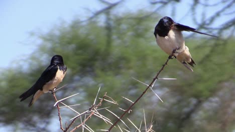 Two-barn-swallows-on-a-thorny-bush-in-African-landscape,-side-view,-medium-shot,-blue-sky