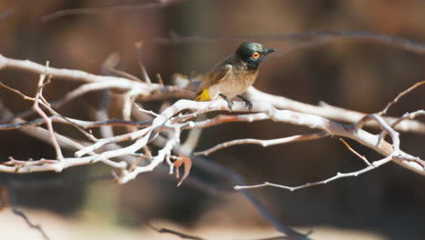 African-red-eyed-bulbul-crouched-to-a-leafless-branch-takes-off,-slow-motion-shot