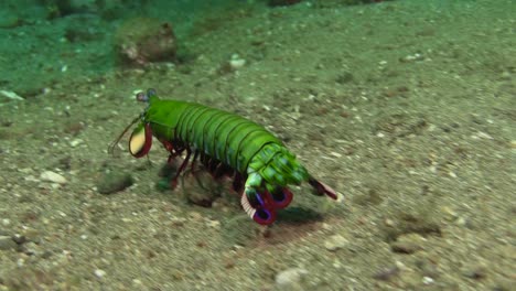 Male-Peacock-Mantis-shrimp-moving-over-sandy-bottom-using-paddle-like-flaps,-medium-shot-showing-all-body-parts-during-daylight