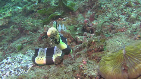 clamydatus-moray-eel-raises-head-and-crawls-towards-camera-over-sandy-bottom-with-some-pebbles-and-corals