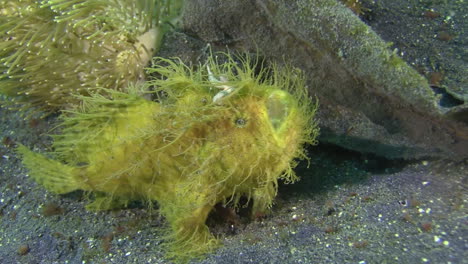 Hairy-frogfish-sitting-next-to-a-mushroom-coral-matching-in-structure-and-color